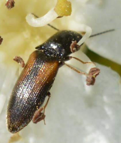 Idolus picipennis